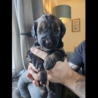 Tibetan Terrier - Both