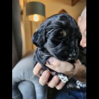 Tibetan Terrier - Both