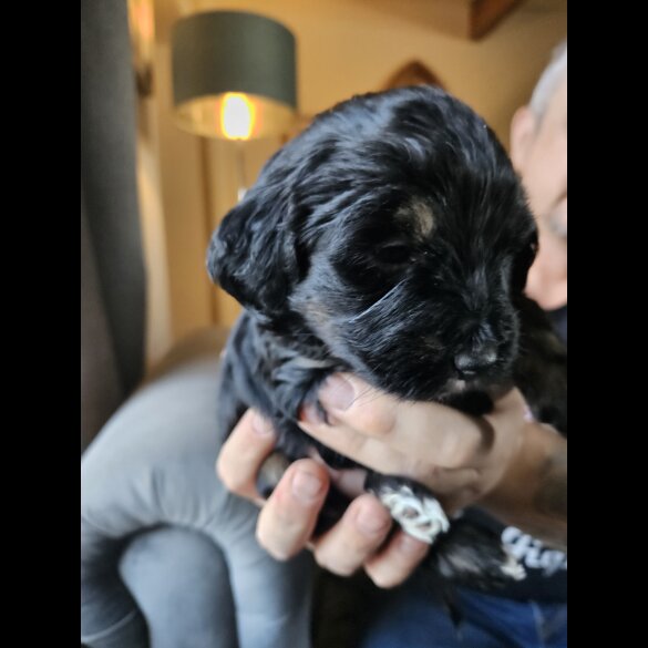 Tibetan Terrier - Both