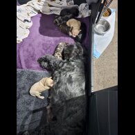 Tibetan Terrier - Both