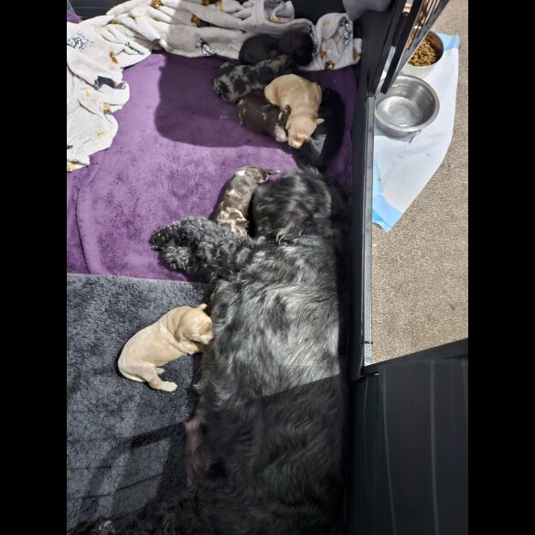 Tibetan Terrier - Both