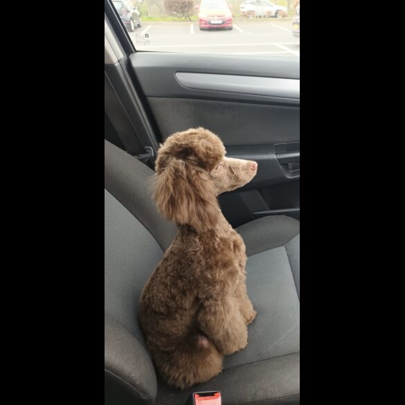 Toy Poodle - Bitches