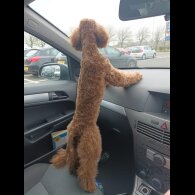 Toy Poodle - Bitches