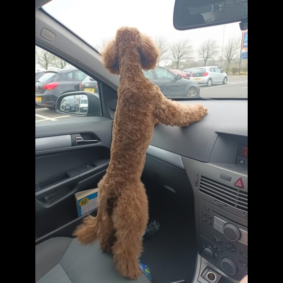 Toy Poodle - Bitches