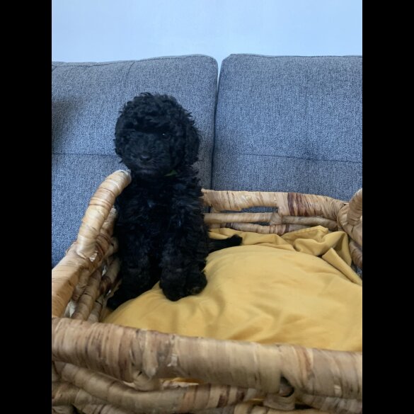 Toy Poodle - Bitches
