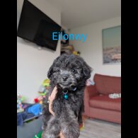 Toy Poodle - Both