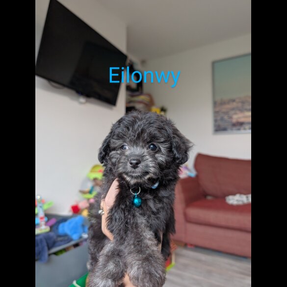 Toy Poodle - Both
