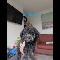 Toy Poodle - Both