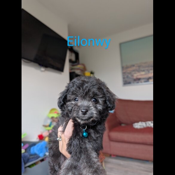 Toy Poodle - Both