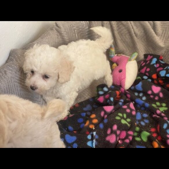 Toy Poodle - Bitches