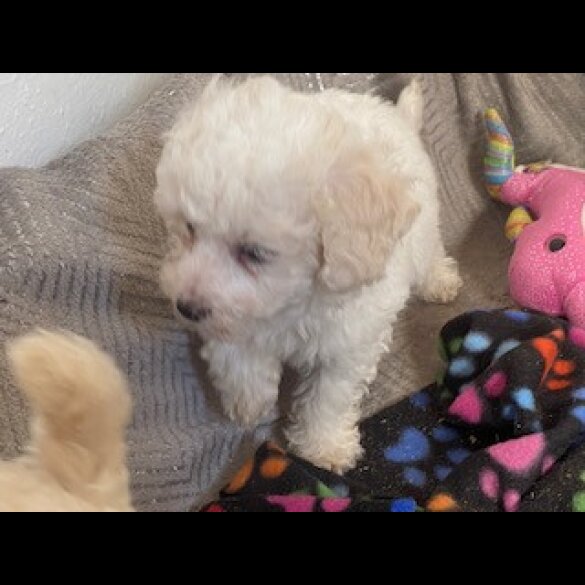 Toy Poodle - Bitches