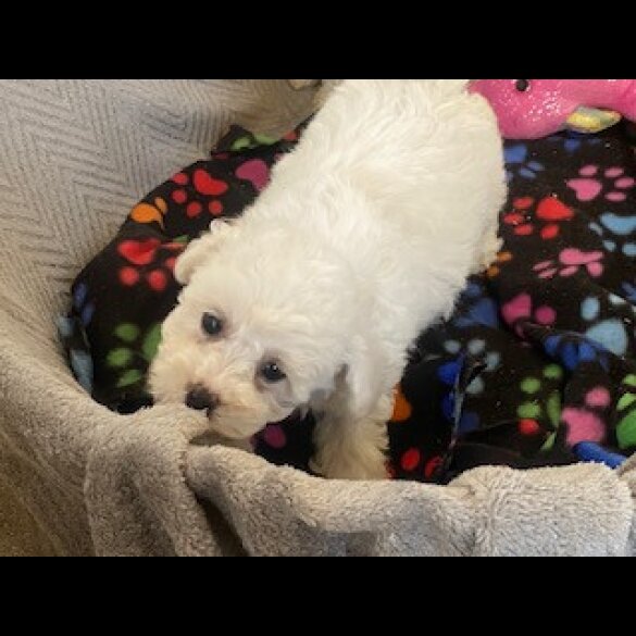 Toy Poodle - Bitches
