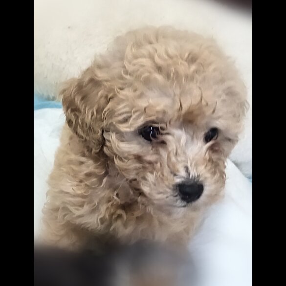 Toy Poodle - Both