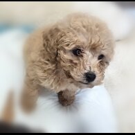 Toy Poodle - Both