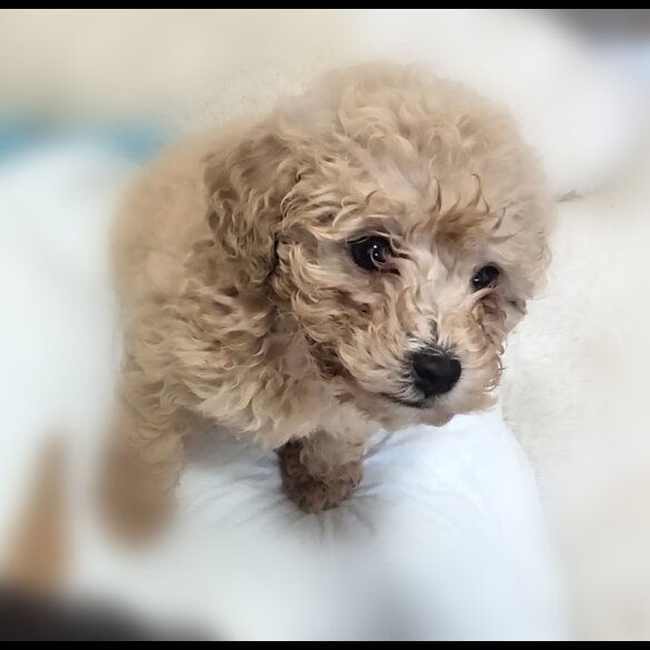 Toy Poodle - Both