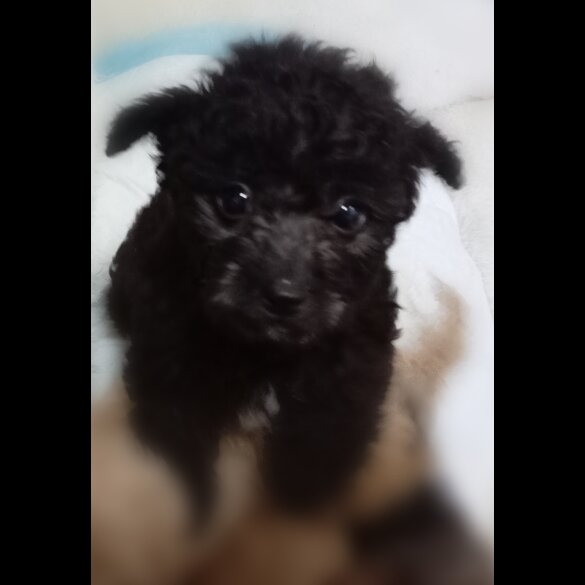 Toy Poodle - Both