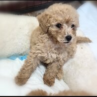Toy Poodle - Both