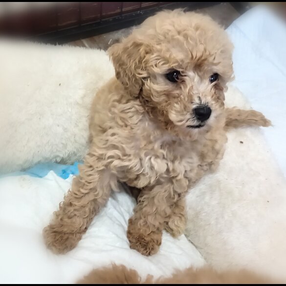 Toy Poodle - Both