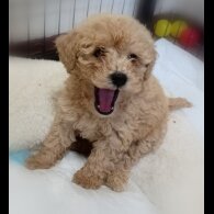 Toy Poodle - Both