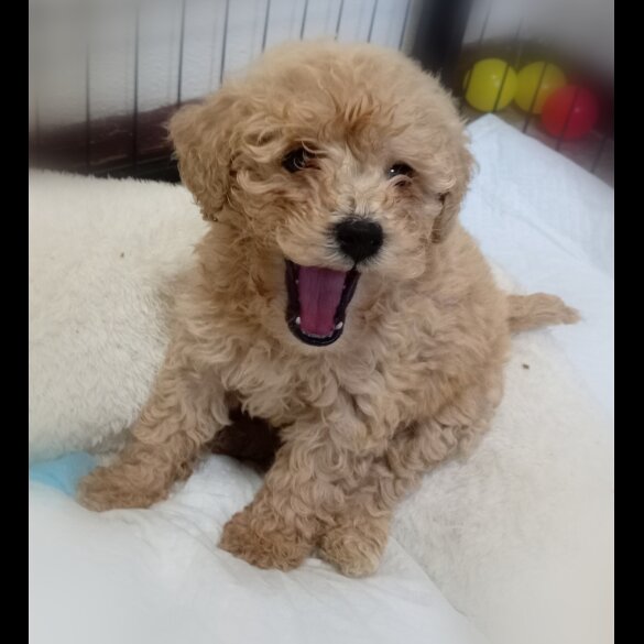 Toy Poodle - Both