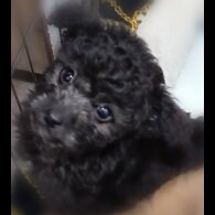 Toy Poodle - Both