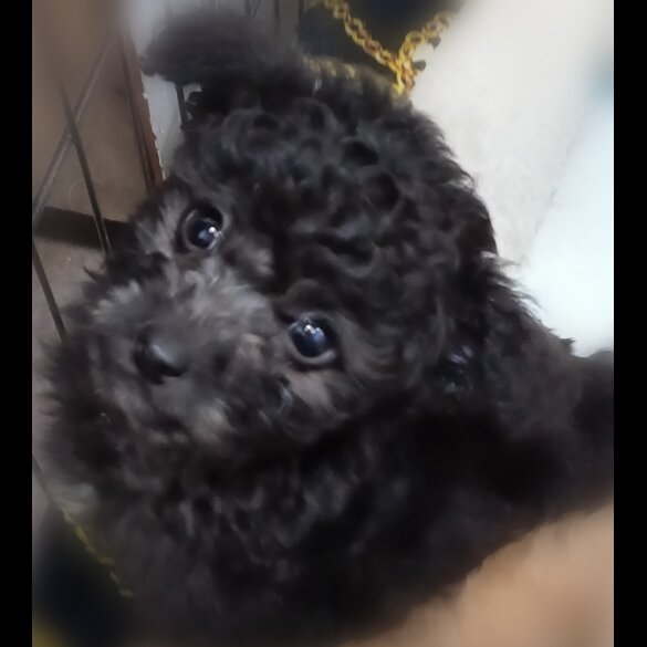 Toy Poodle - Both