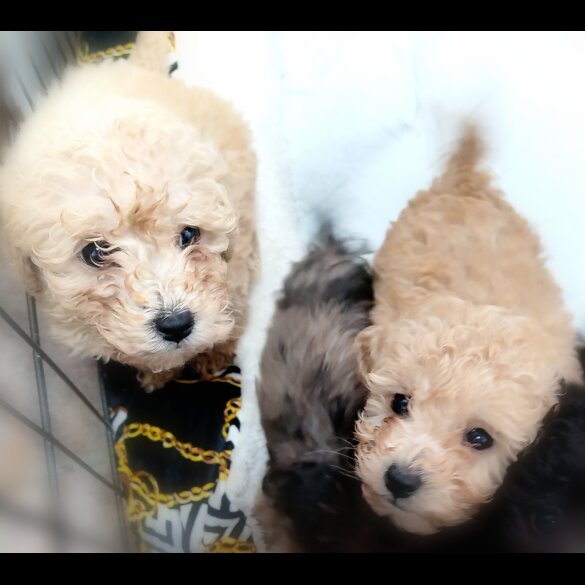 Toy Poodle - Both