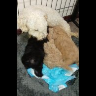 Toy Poodle - Both