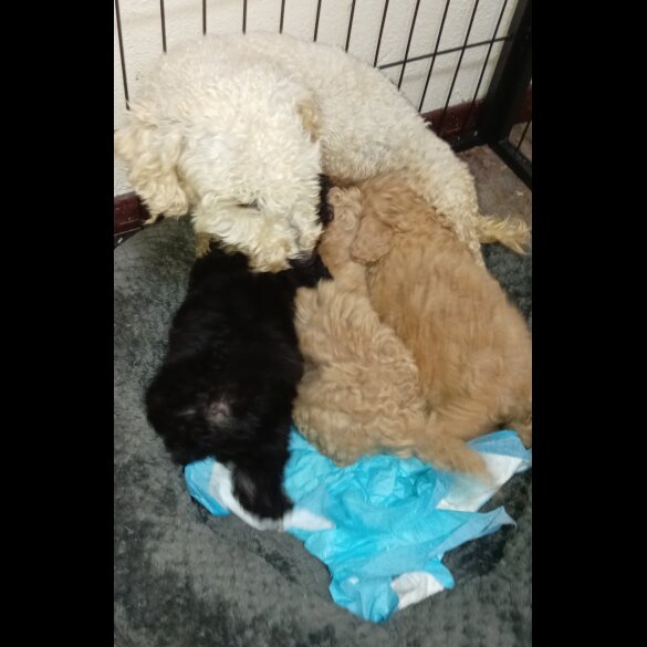 Toy Poodle - Both
