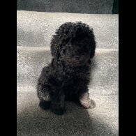 Toy Poodle - Bitches