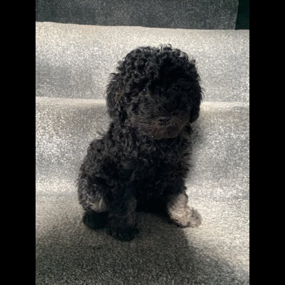 Toy Poodle - Bitches