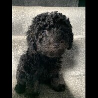 Toy Poodle - Bitches
