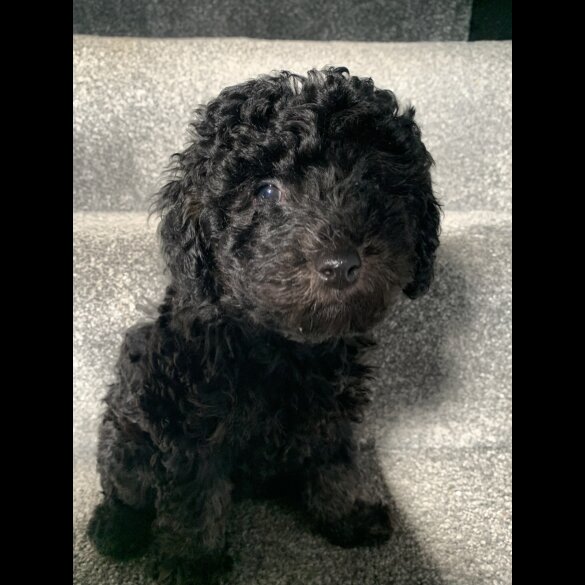 Toy Poodle - Bitches