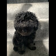 Toy Poodle - Bitches
