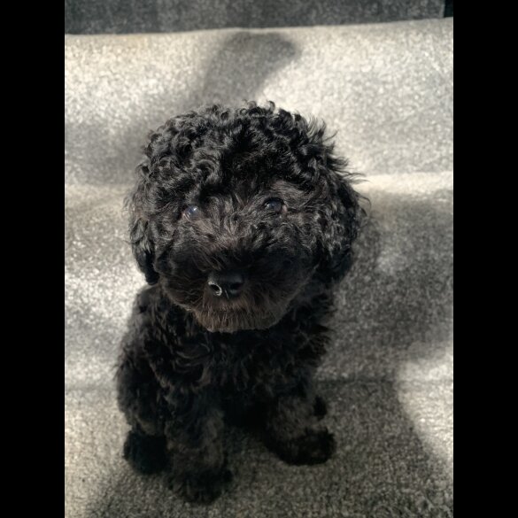 Toy Poodle - Bitches