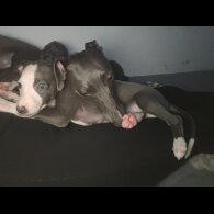 Whippet - Dogs