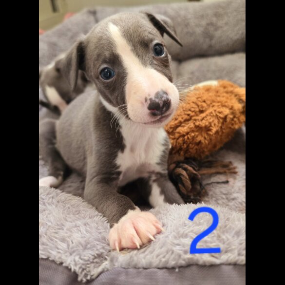 Whippet - Dogs