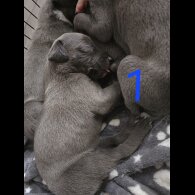Whippet - Dogs