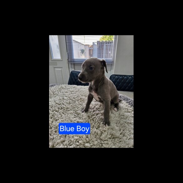 Whippet - Both