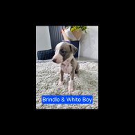 Whippet - Both