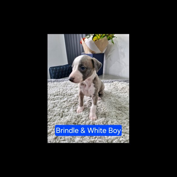 Whippet - Both