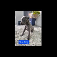 Whippet - Both