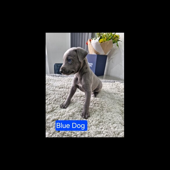Whippet - Both