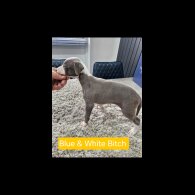 Whippet - Both