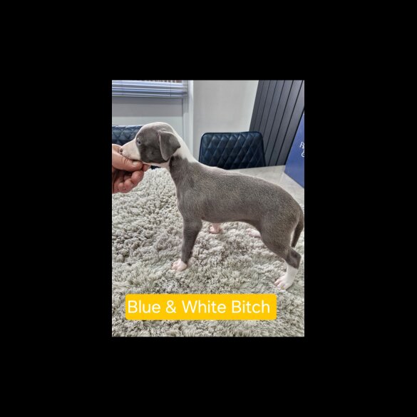 Whippet - Both