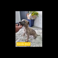Whippet - Both