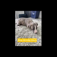Whippet - Both