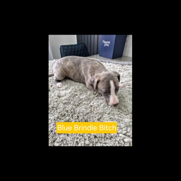 Whippet - Both