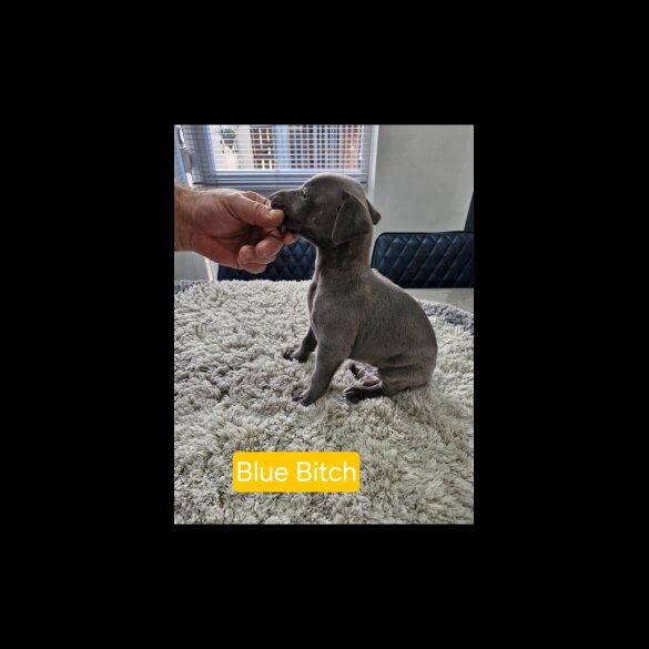 Whippet - Both