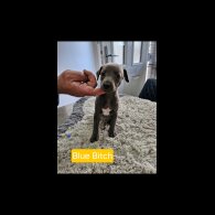 Whippet - Both